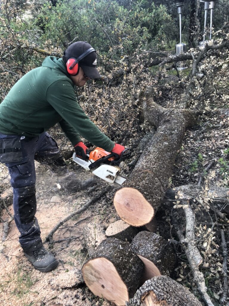 aOperario de Jardinería Ortega talando un árbol con motosierra en Madrid