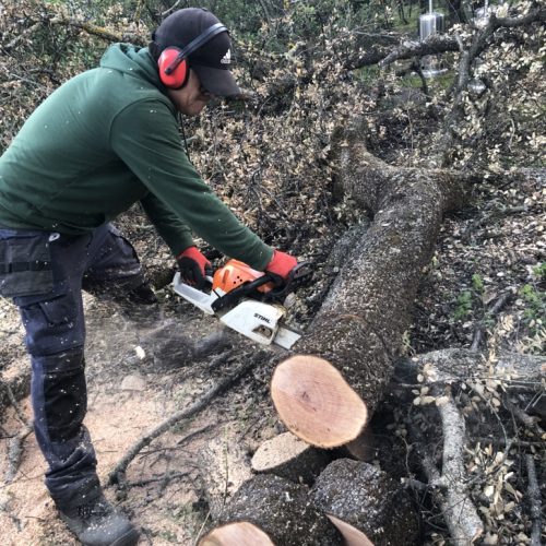 aOperario de Jardinería Ortega talando un árbol con motosierra en Madrid